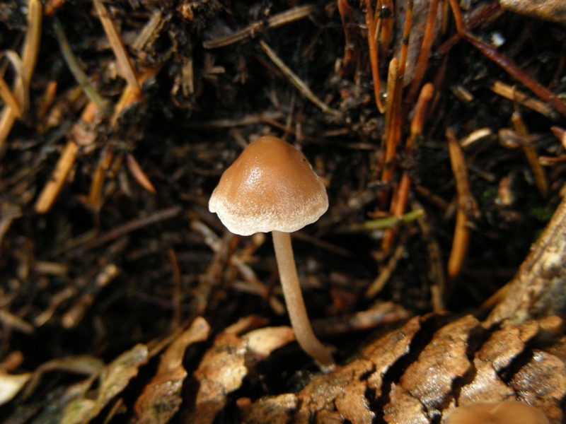 su strobilo d''abete rosso